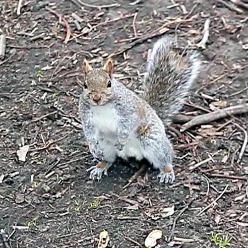Facts About The Squirrel Facts About The Squirrel Joseph Morris
