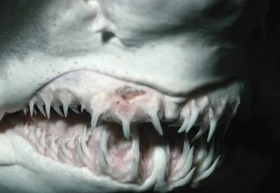 Facts About Sharks Facts about Sharks Joseph Morris