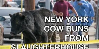 New York Cow Runs From Queens Slaughterhouse: Bull dies after running loose in Jamaica